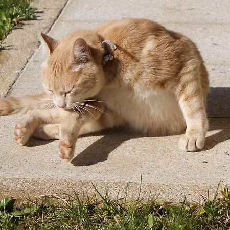 Serra De Arga Mountain House Montaria