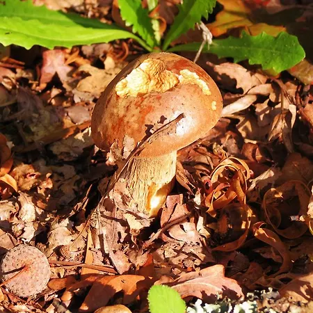 Serra De Arga Mountain House