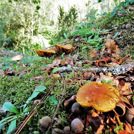 別荘 Serra De Arga Mountain House *