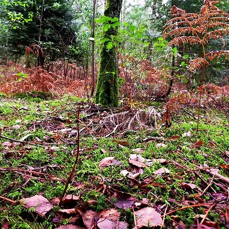 Serra De Arga Mountain House Montaria