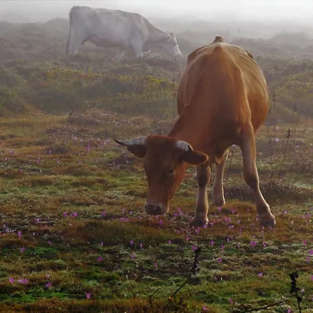別荘 Serra De Arga Mountain House