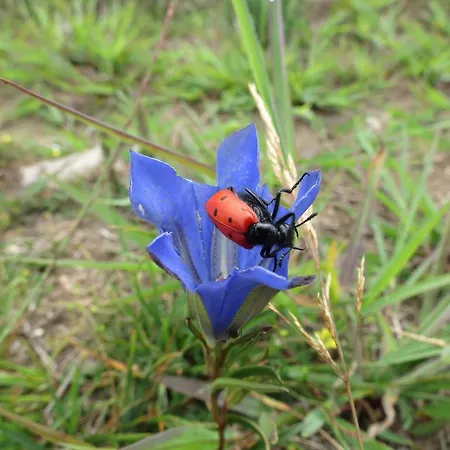 Serra De Arga Mountain House Feriehus *