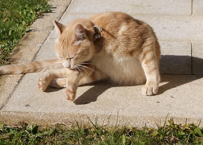 Serra De Arga Mountain House Montaria