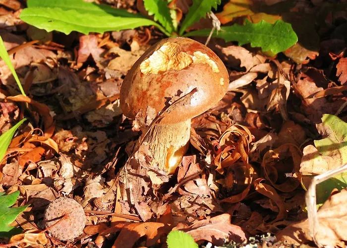 Serra De Arga Mountain House