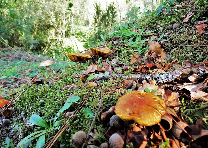 Hébergement de vacances Serra De Arga Mountain House *