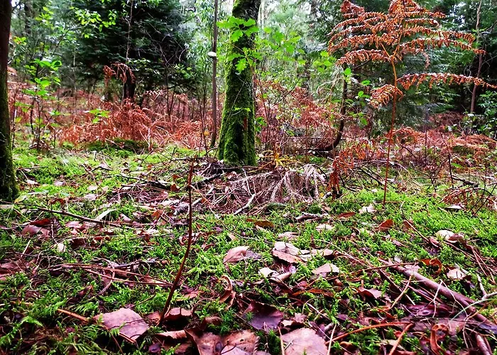 Serra De Arga Mountain House Montaria