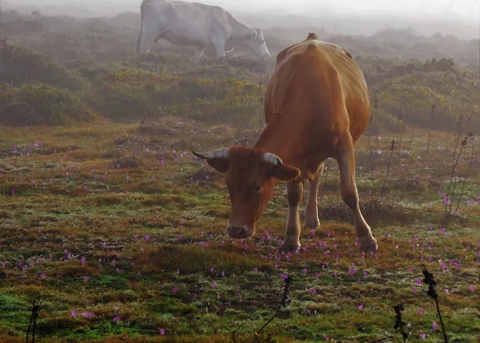 Hébergement de vacances Serra De Arga Mountain House