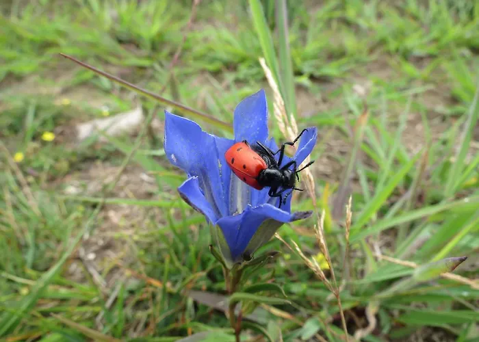 Serra De Arga Mountain House Holiday home *